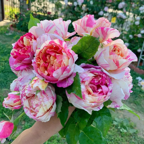 Edouard Manet Climbing Bi-color Rose Live Rose Plant 7" Tall