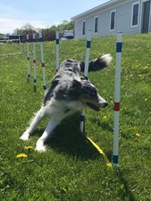 Dog Agility Equipment Stick in ground Weave Poles-set of 12 w/pole placer