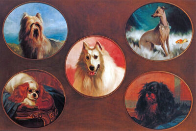 DOGS SPANIEL TERRIER EARLS COURT LONDON PET SHOW CHAMPIONS PAINTINGS REPRO