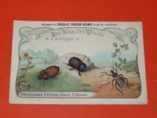 CHROMO 1900-1920 CHOCOLAT POULAIN INSECTES UTILES ONTHOPHAGE HISTER REDUVE