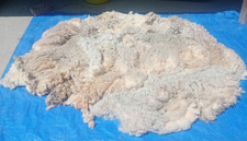 Pedigree Ryeland Fleece Wool - freshly shorn, not cleaned (bag 9)