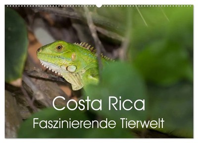 Thomas Gerber | Costa Rica. Faszinierende Tierwelt (Wandkalender 2026 DIN A2...