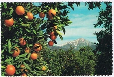 Postcard Orange & Snow Capped Mountains Warm Foothill Valleys California
