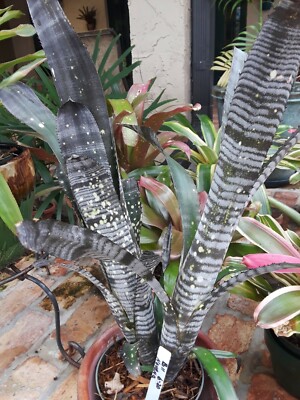 Billbergia NOVENA Bromeliad one tropical plant *TALL* | eBay