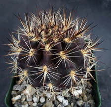 Eriosyce coimasensis