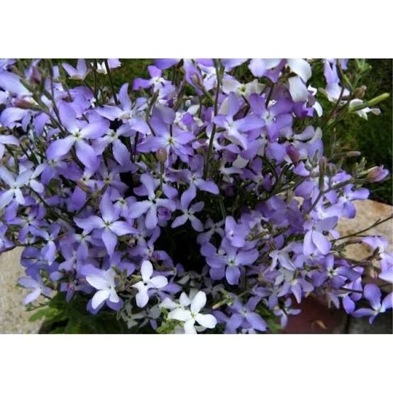 NIGHT SCENTED STOCK FLOWERS 125 SEEDS MATTHIOLA BICORNIS FRAGRANT - Image 3 of 4