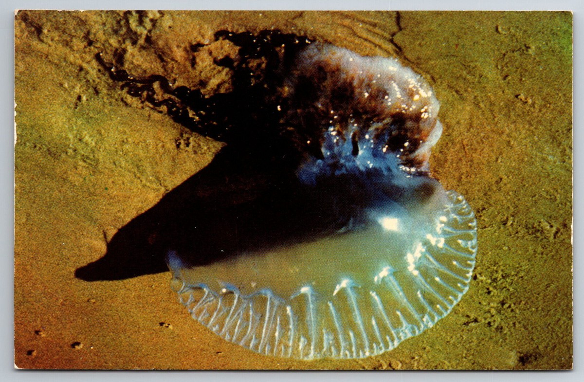 Jellyfish Costa Del Mar Man O War Padre Island, TX, Man-O-War