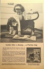 Purina Dog Chow Basset Hound Familia Perro Jugando Campeón Anuncio Impreso De Colección 1964