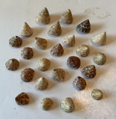25 Beautiful Tampa Top Snail Shells From SW Florida
