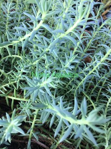 Free Post 10 Cuttings Of Sedum Reflexum Blue Spruce Stonecrop For Garden Ebay