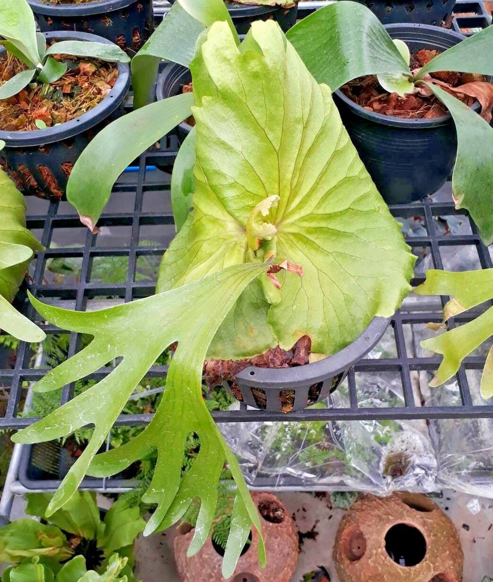 Staghorn Fern Platycerium Mt Kitshakood plant Pot 6 