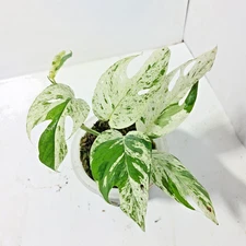 Epipremnum Marble Thailand Variegated Free Phyto
