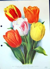Old Print Tulips Thomas Moore Cottage Maid Prince Austria Colour Flowers