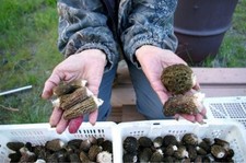 RARE 5 Pack Black Morel Mushroom - Garden Grow Kit - Organic - Spawn - Starter