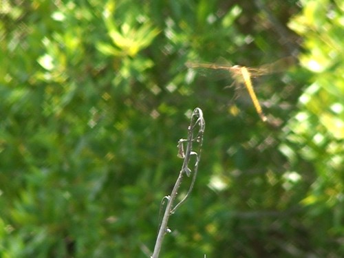 "CLOSE-UP NATURE TOUR" A Journey into the World around us, Relaxation DVD - Imagen 4 de 10