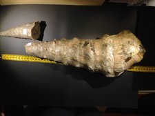 GASTROPOD 45,5cm Two Parts Different Campanile Lachesis Giant Snails, Bulgaria