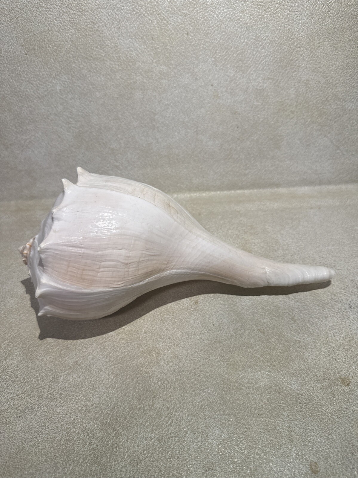 Seeshell Pattern White Lightening Whelk Seashell Large 11 Inch Sea Shell Ocean Swirl ...