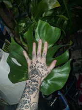 large monstera deliciosa cutting