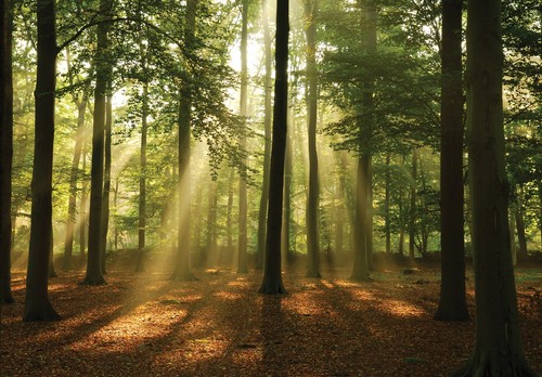 Papel pintado de pared fotográfico ESCENA DEL BOSQUE VERDE ""BOSQUE DE OTOÑO"" cubierta de pared - Imagen 7 de 9