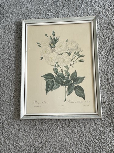 VINTAGE OLD ORIGINAL FRAMED AND GLAZED PRINT ROSES FLOWERS PIERRE JOSEPH REDOUTE