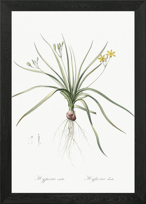 Common Goldstar Illustrati Gerahmtes Wandbild Poster Leinwanddruck Bild