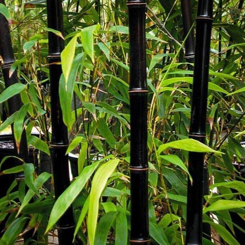 BLACK Bamboo Seeds - Phyllostachys nigra - Hardy Rare Privacy Screen Plant - Picture 7 of 9