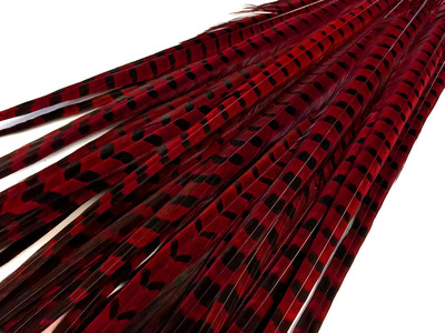 50 Pieces -18-22'' Red Wine Dyed Over Natural Long Ringneck Pheasant Tail Feather
