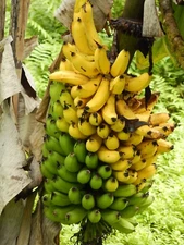 Dwarf Banana Tree {Musa x paradisiaca} Organic 5 seeds Free Shipping!