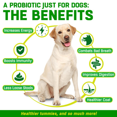 CANIVET Probiotics for Dogs with 5 BILLION CFU 10 Strain Blend - 100 scoops - Picture 2 of 9