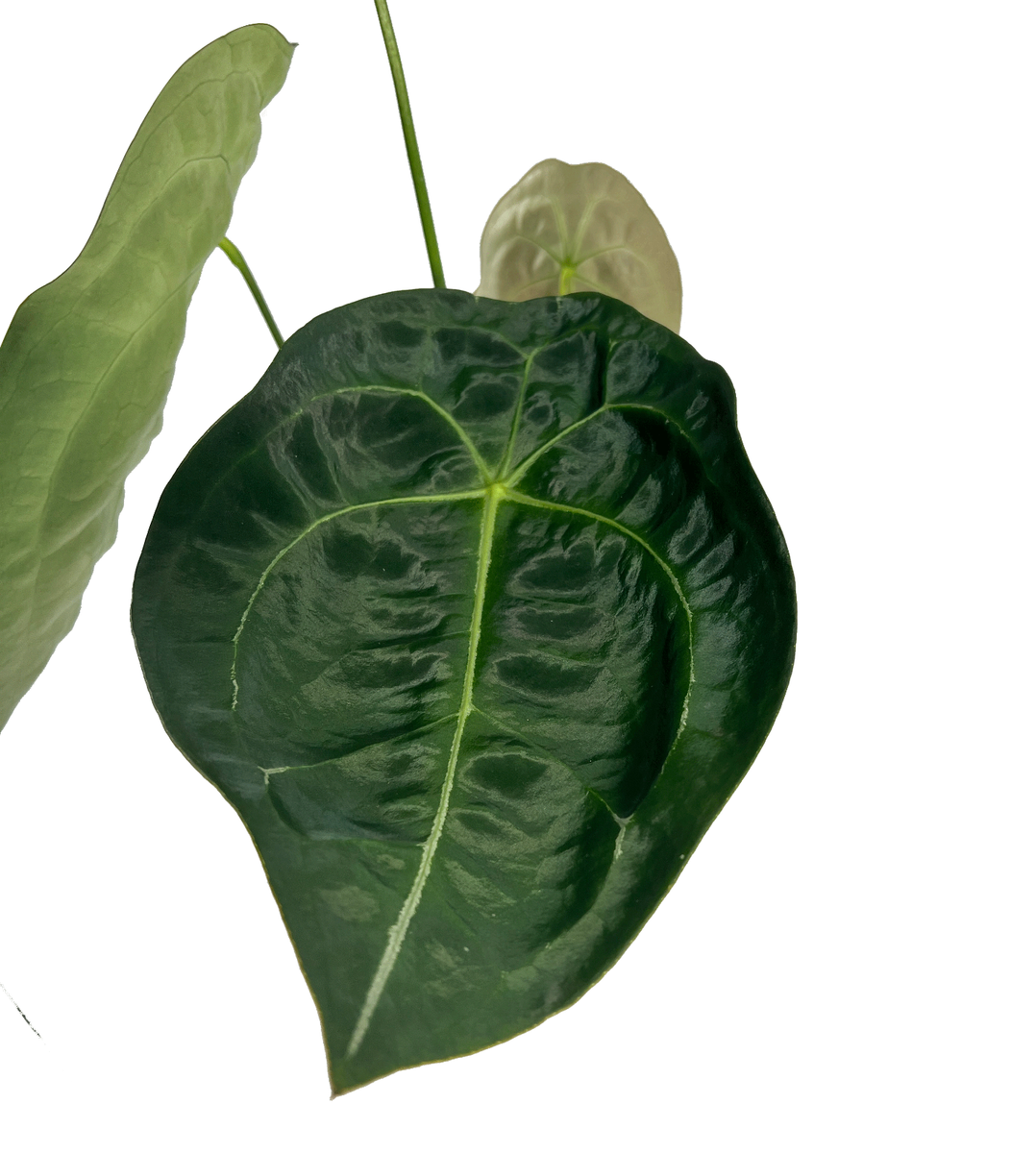 Anthurium Forgetii by LEAL PLANTS ECUADOR| Anthuriums Live Plants | house  plants | eBay