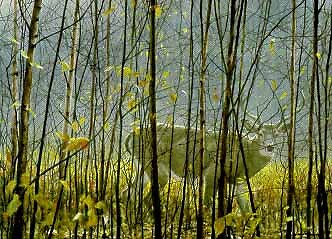 Robert Bateman - White-Tailed Deer Through the Birches - S/N Litho Signed - MINT