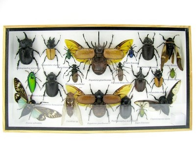 Unique piece - Real 3D prepared insects, showcase mural, museum quality a-l-43