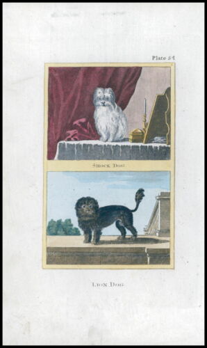1812 Original Antique Print of SHOCK (Maltese) LION Dog by Buffon (OS29) - Picture 1 of 1