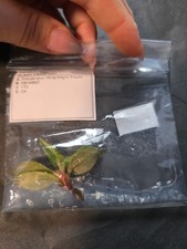 Philodendron White Knight Tricolor Tissue Culture TC Plant Rare Aroid UK