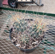 Sclerocactus wrightii Triple Headed Monster Gigantic Heads Cactus 86