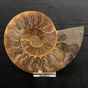 Polished Ammonite Fossil Shell Specimen on Display Stand for Display
