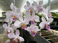Phal. Hebe (sanderiana x equestris) – Rare Primary Hybrid, No Ship to CA