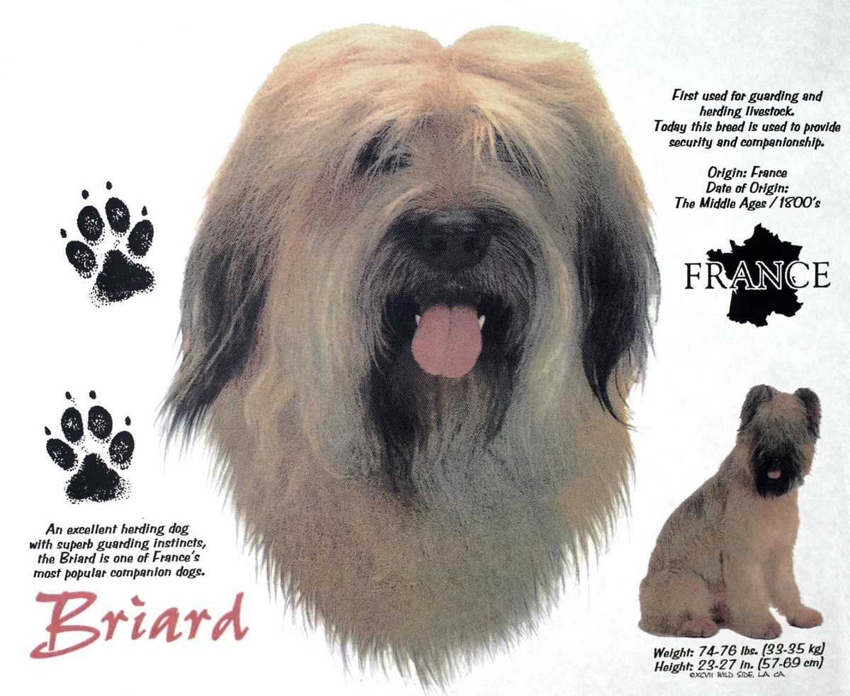 Briard weight 2025