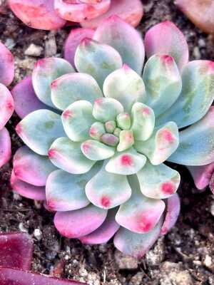 Echeveria Blue Apple Variegated | Live Succulent Plant | Korean Succulent | Rare