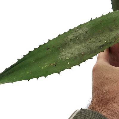 Agave marmorata x americana VERY RARE - Marmorierte Agave | Amerikanische Agaven