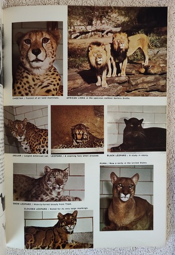 Vtg 1964 Philadelphia Zoo Animal Book & Guide to the Garden Map 100 Pages Index - Picture 9 of 9