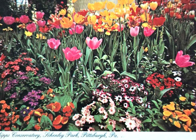 1970 Phipps Conservatory Schenley Park Pittsburgh PA Spring Flower Show
