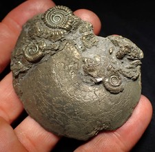 Large Oxynoticeras pyrite ammonite fossil (68mm) Jurassic Coast Charmouth UK