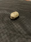 Cool Shell Stone/fossil/rock — photo 4