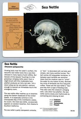 Sea Nettle #115.18 Other Invertebrates - Grolier Wildlife Adventure Card