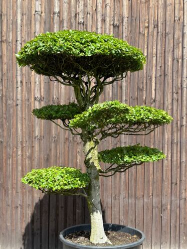 Fagus sylvatica XXL- Bonsai Formgehölz Rotbuche Japangarten Outdoor-Bonsai - Bild 1 von 9