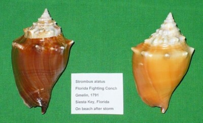 Berkley Flatt Shad 50mm/9,3g Perch - Vertikális és Pencil Wobblerek - Foto 12