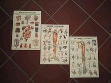 Anatomie Poster A4 laminiert 3 Stück