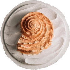 Biodegradable Urn for Scattering Cremated Ashes in Ocean Water, Ground or Sea Bu