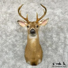 #29043 N | Whitetail Deer Taxidermy Shoulder Mount For Sale